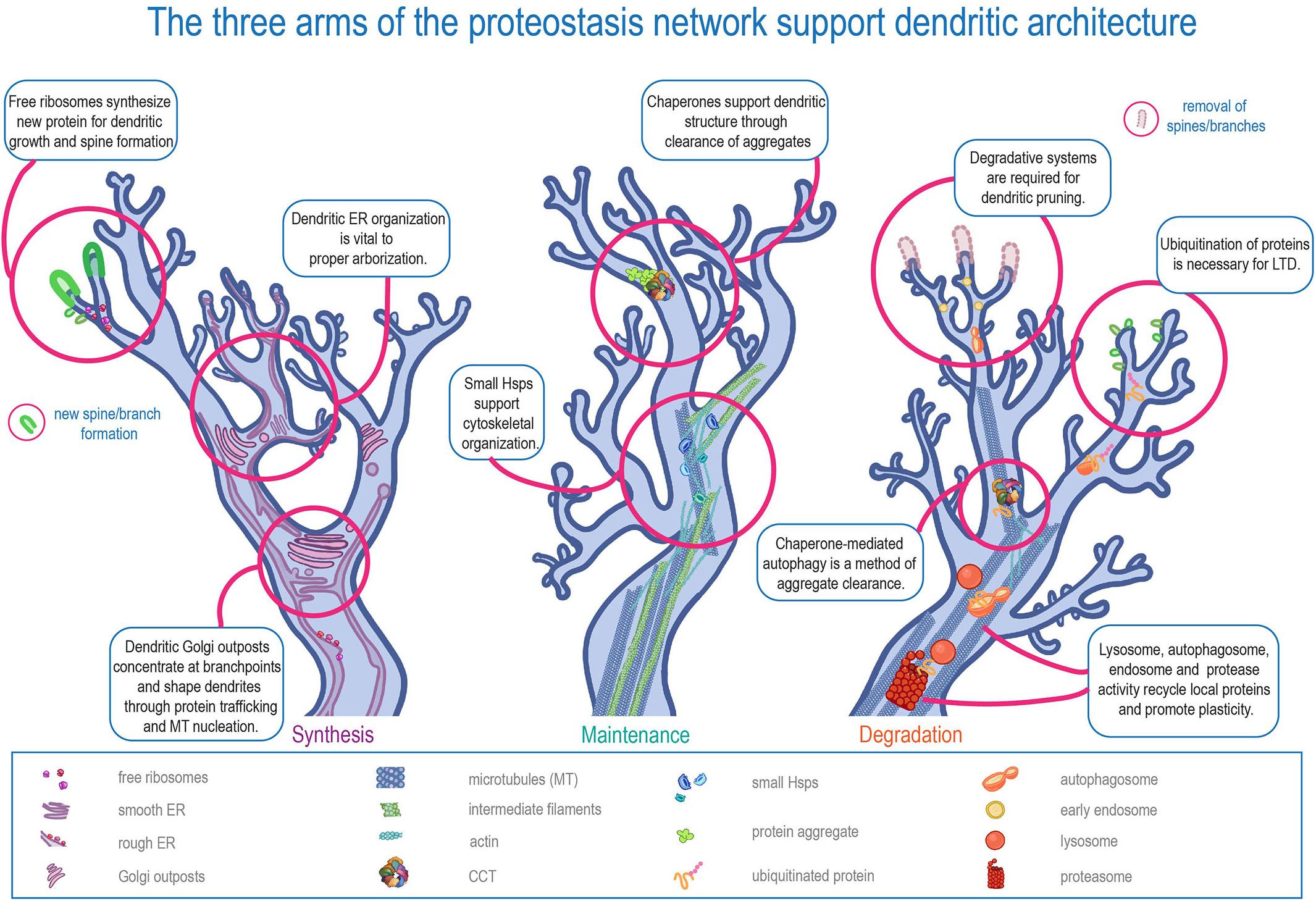 Individual neurons mix multiple RNA edits of key synapse protein, study  finds, MIT News