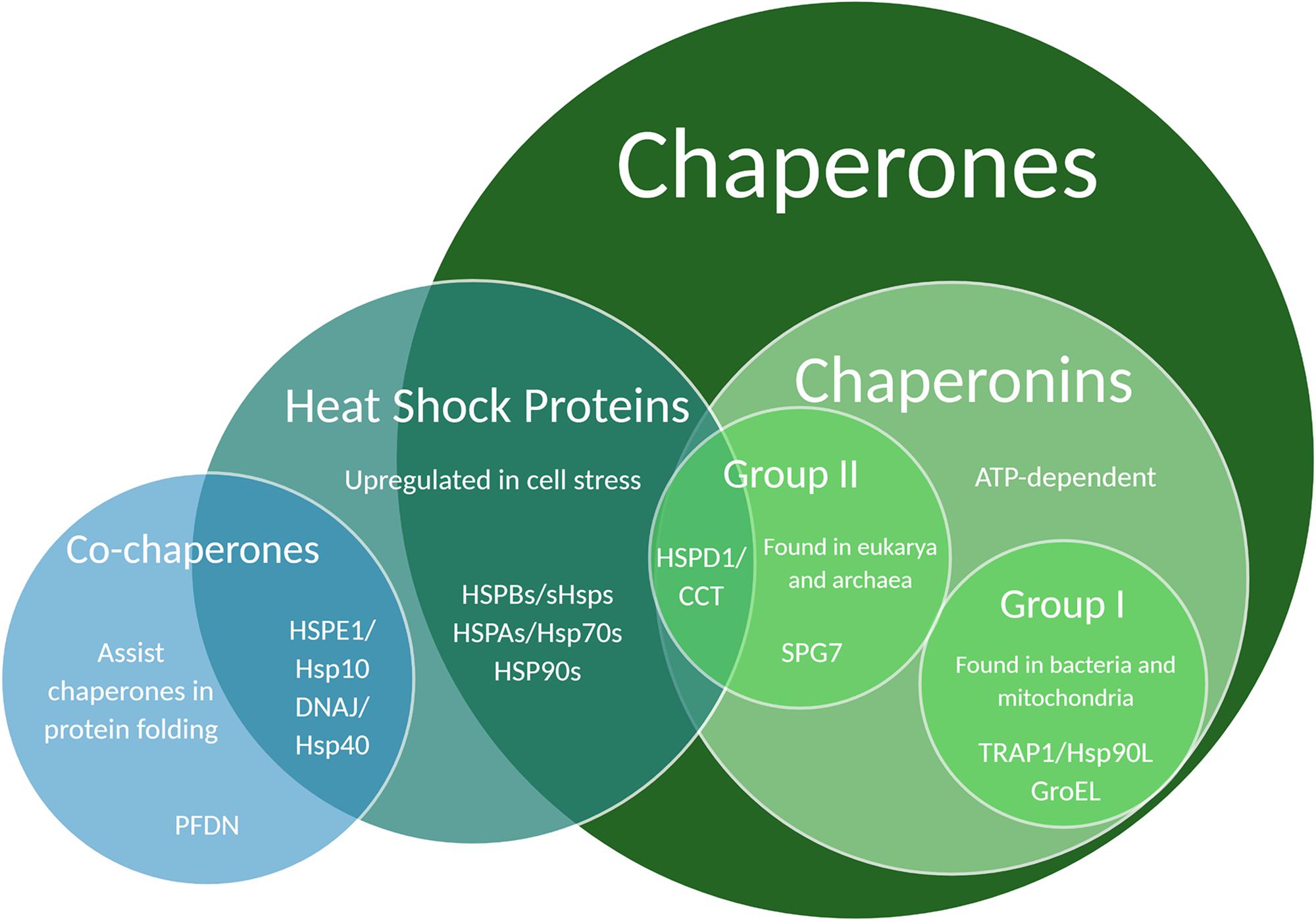 Interaction перевод. Chaperones. Chaperones function. Functions and roles of brand image.