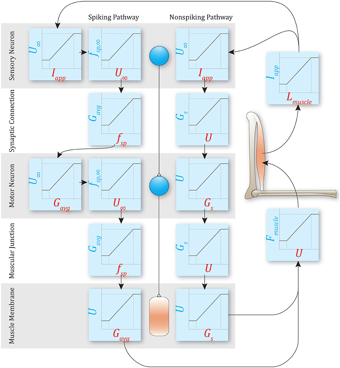 Equivalent circuit for single time constant model of tibia