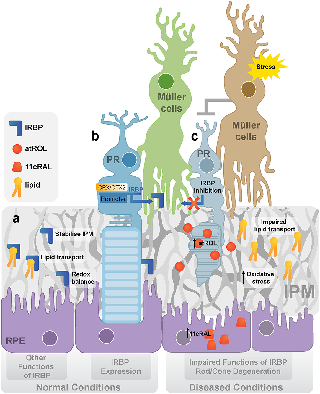 Frontiers  Exploring the Retinal Binding Cavity of