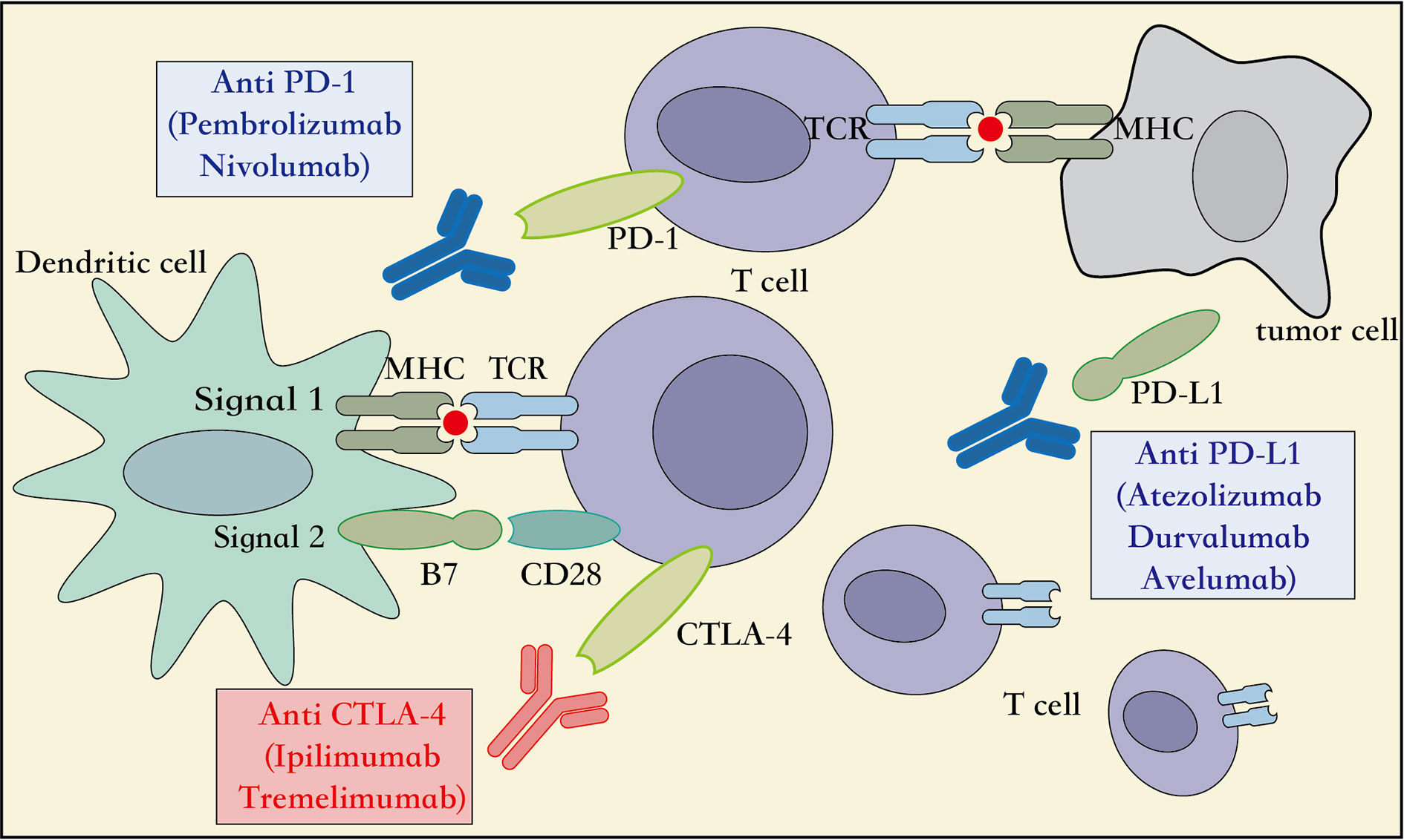 Пембролизумаб 200мг цена. PD-1 and PD-l1 inhibitors. Ниволумаб строение. ЧЕКПОИНТ ингибиторы. Пембролизумаб 200мг.