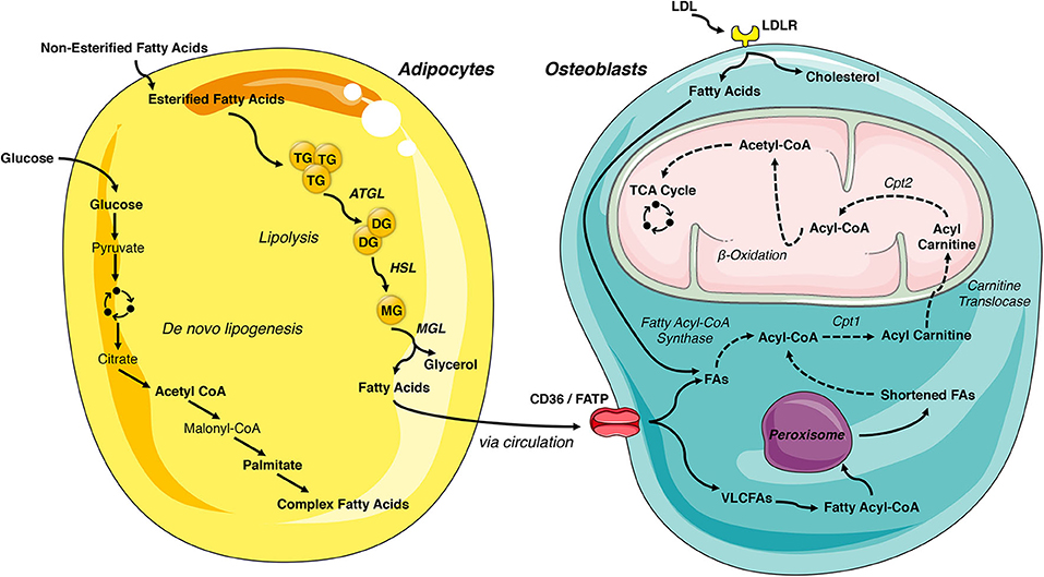 Fatty acid oxidation pathway control state - Bioblast