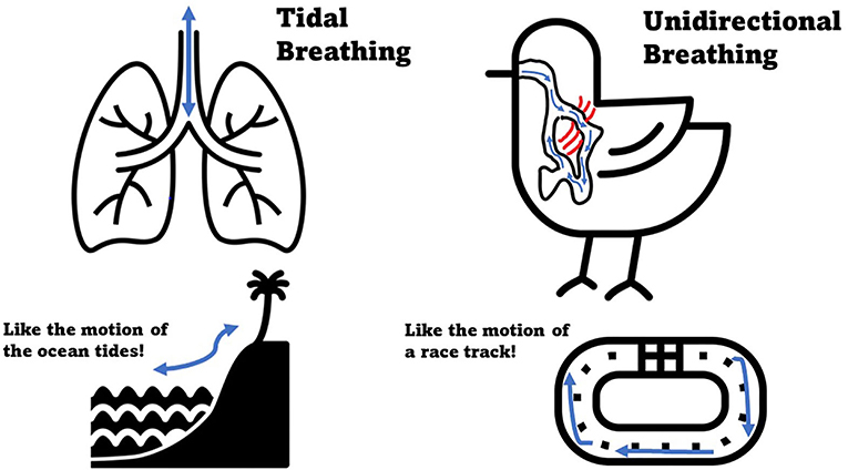 Figure 1 - Comparison of tidal and unidirectional airflow patterns.