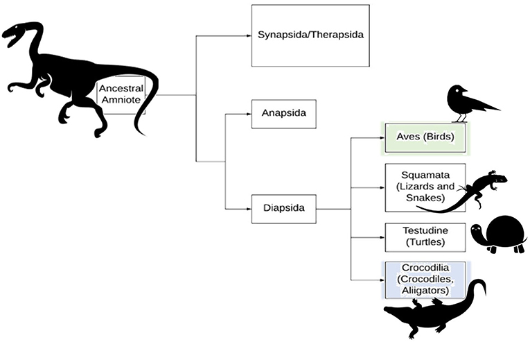 Figure 3 - Evolutionary tree showing the common ancestry between modern Crocodilia (crocodiles and alligators) and Aves (birds).