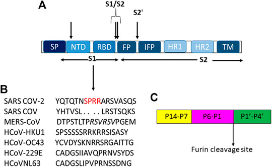 Frontiers  A Bioinformatics Approach to Investigate Structural and  Non-Structural Proteins in Human Coronaviruses