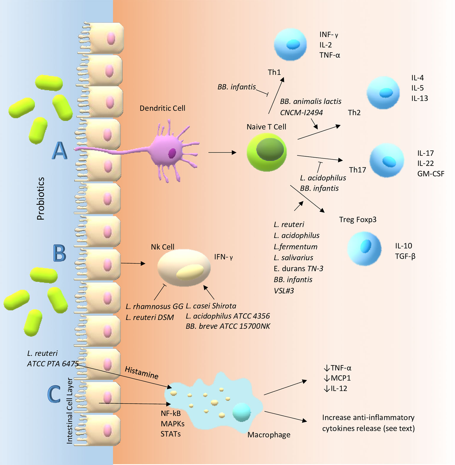 Probiotic markedly reduces S. aureus colonization in Phase 2 trial