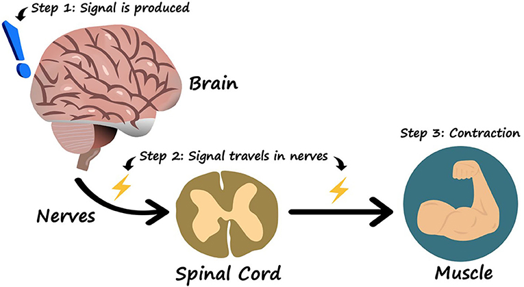 Figure 1 - How the brain controls the muscles.