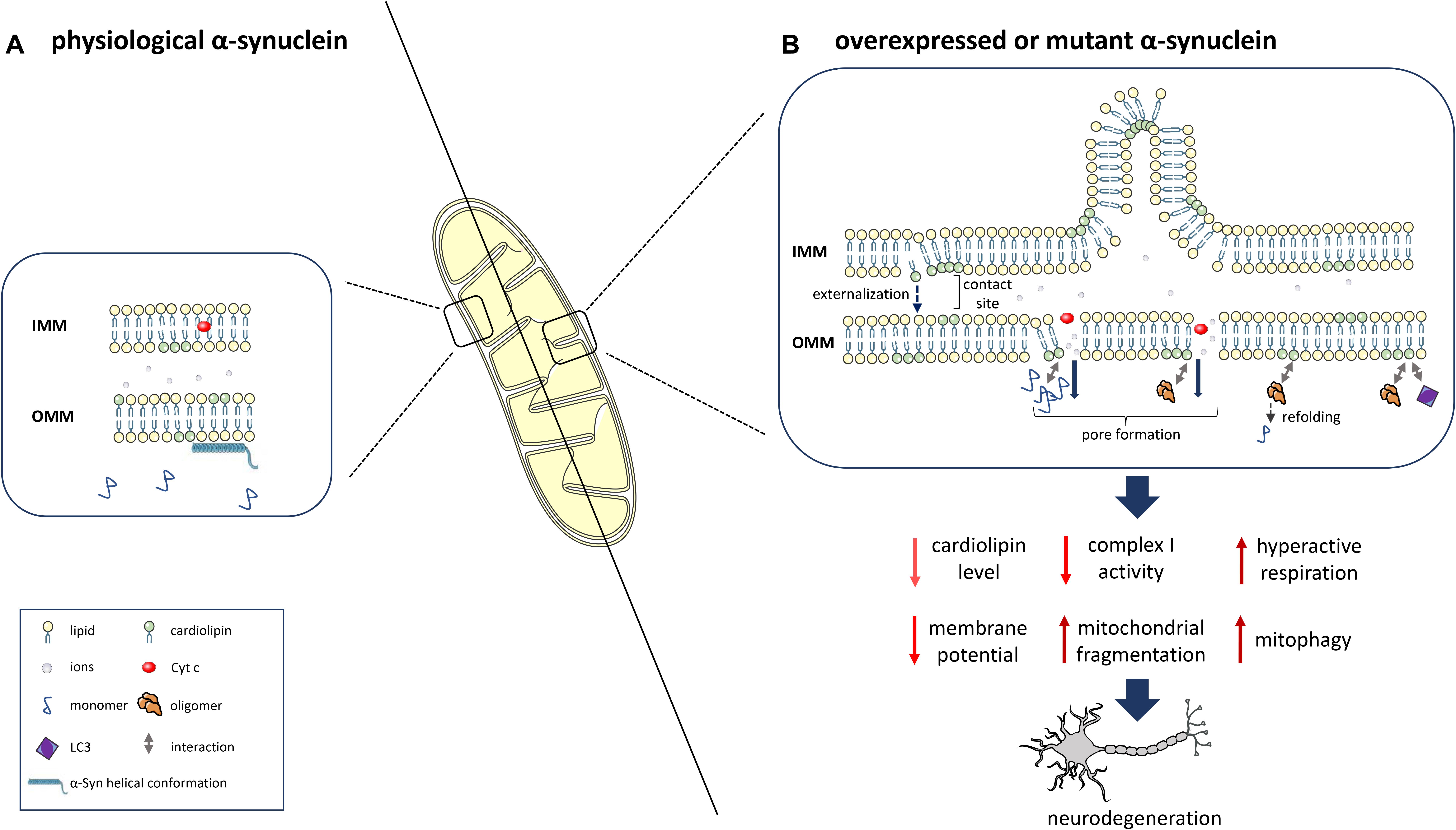 Frontiers Interaction Of Alpha Synuclein With Lipids Mitochondrial Cardiolipin As A Critical Player In The Pathogenesis Of Parkinson S Disease Neuroscience
