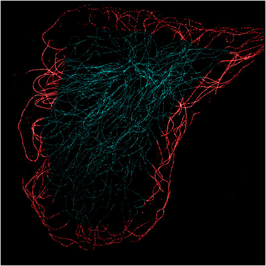 Frontiers | Ionizing Radiation Effects on Hs 578Bst Microtubules