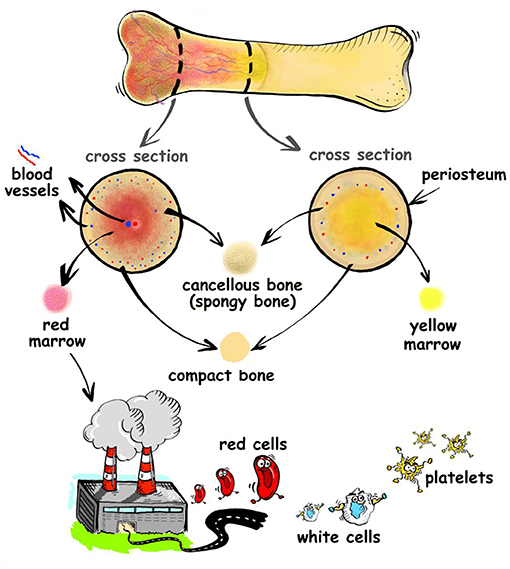Figure 1 - Bones contain an inner, spongy type of bone called cancellous bone, surrounded by a denser bone called compact bone.