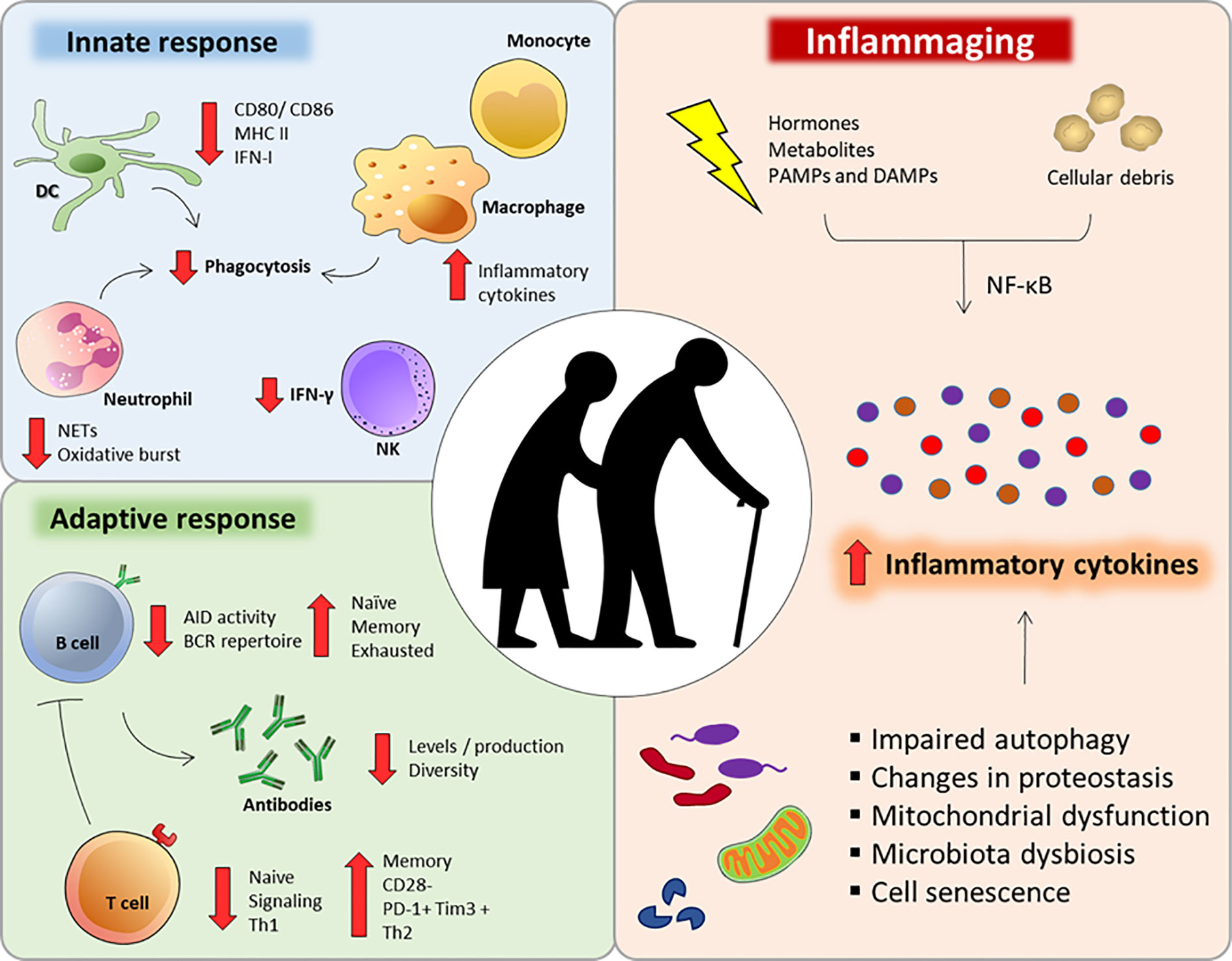 Frontiers | I mmunosenescence and Inflammaging: Risk Factors of Severe COVID-19 in Older People | Immunology