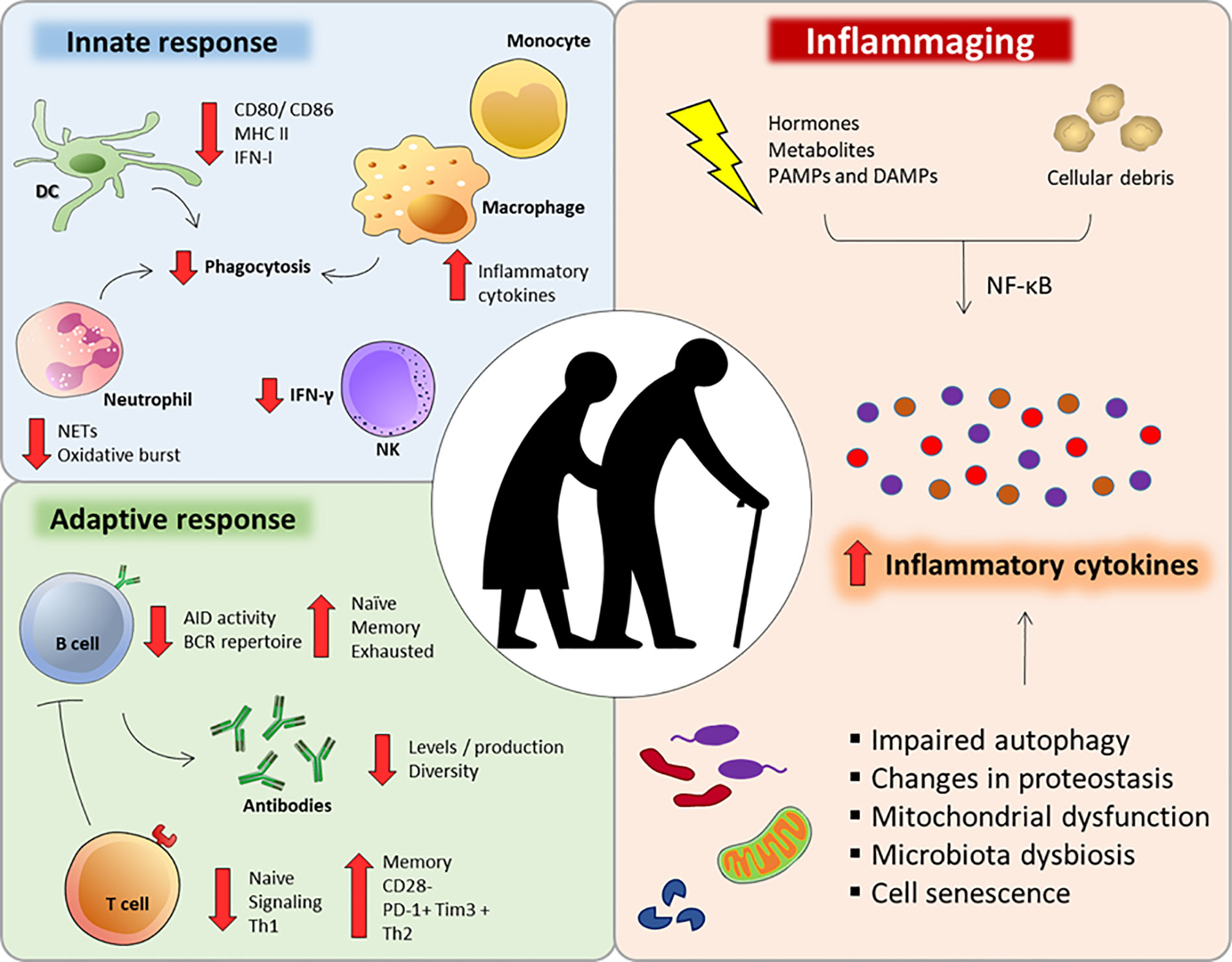 inflammation research