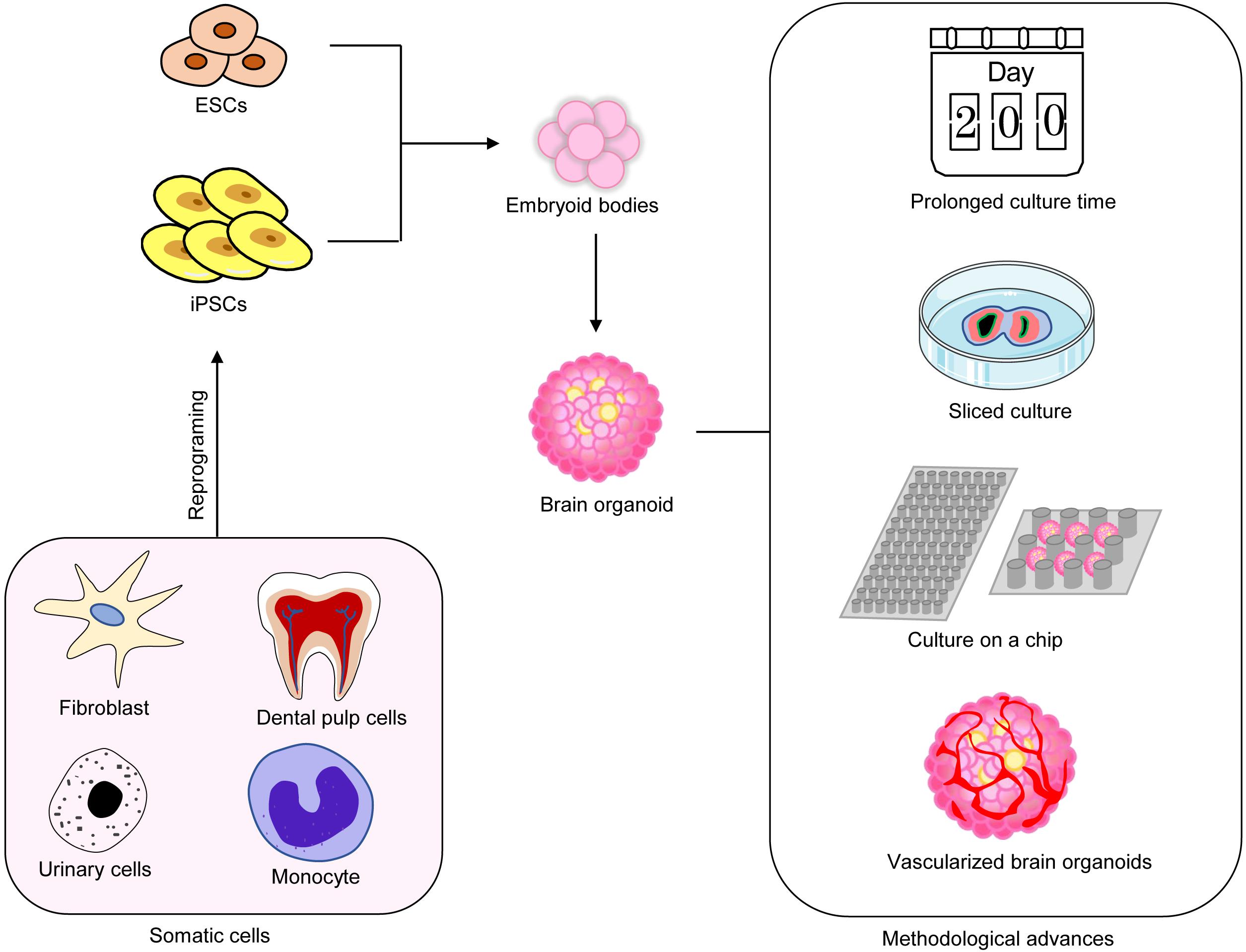 Neurons-on-a-Chip for Drug Development & Neurotoxicity