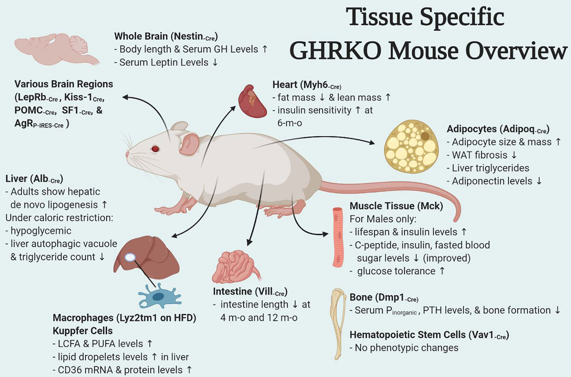 Frontiers | Tissue-Specific GHR Knockout Mice: An Updated Review