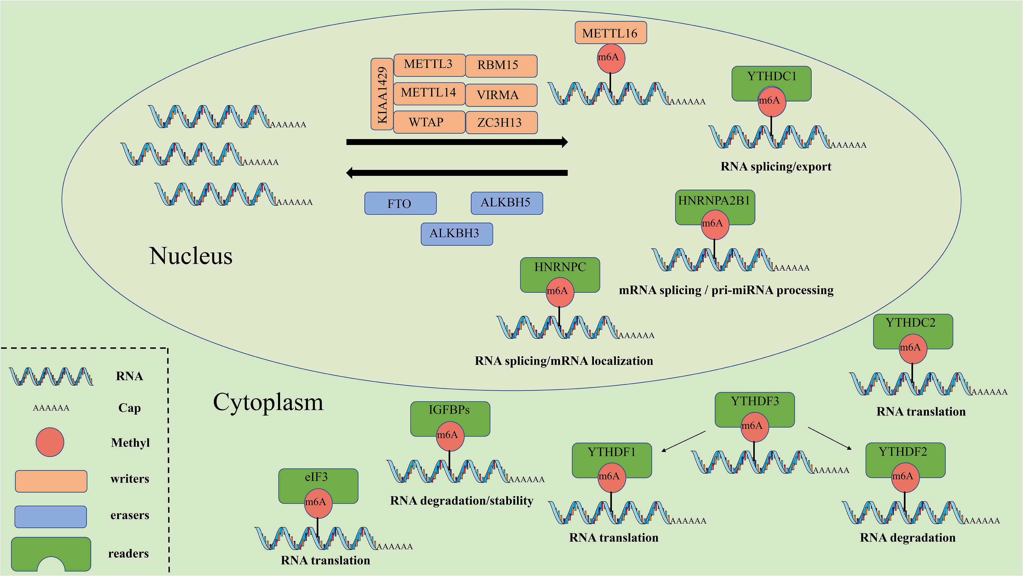 Frontiers | The Potential Roles of RNA N6-Methyladenosine in 