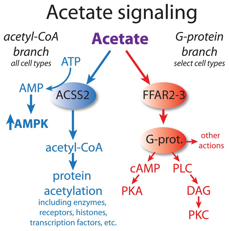 Frontiers  Acetate Revisited: A Key Biomolecule at the Nexus of  Metabolism, Epigenetics, and Oncogenesis – Part 2: Acetate and ACSS2 in  Health and Disease