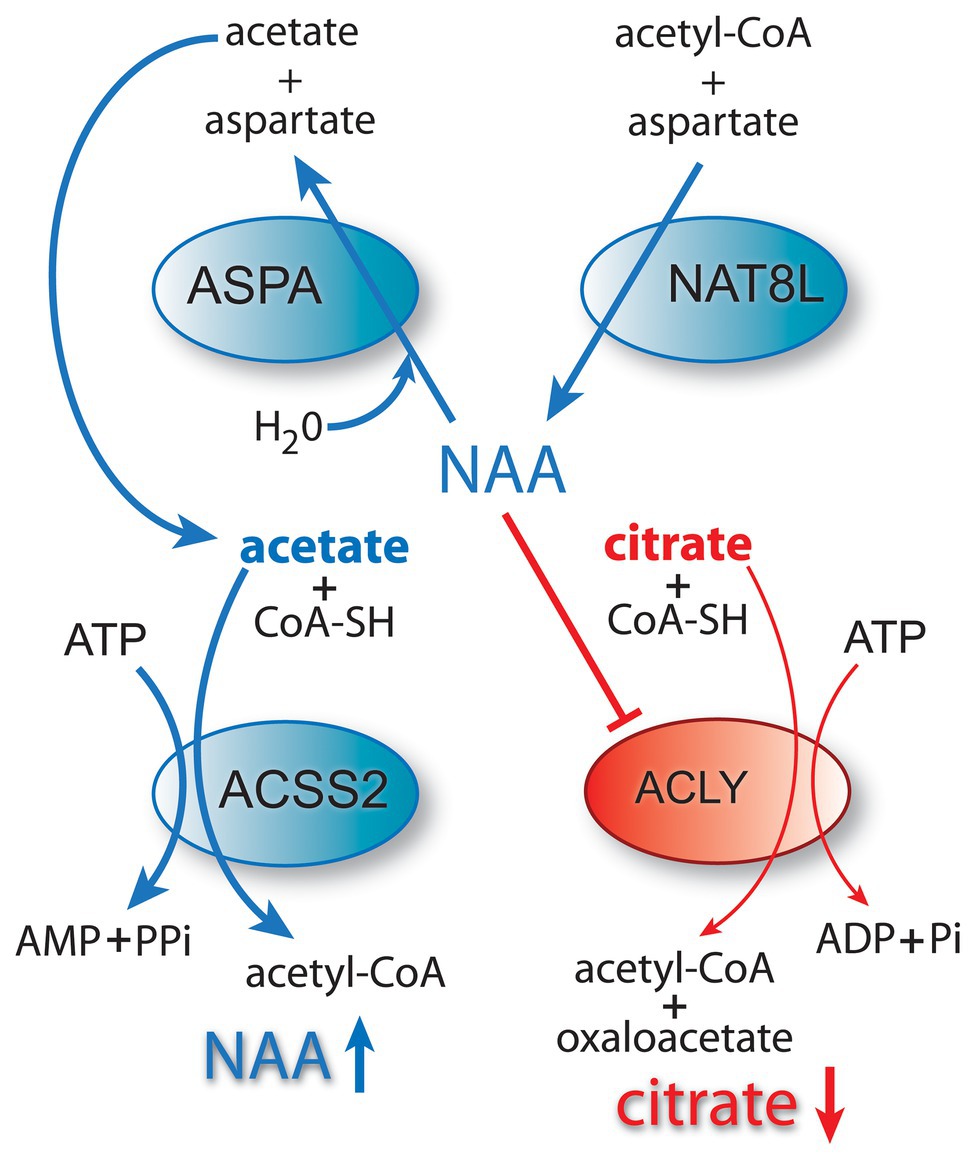 Frontiers  Acetate Revisited: A Key Biomolecule at the Nexus of  Metabolism, Epigenetics, and Oncogenesis – Part 2: Acetate and ACSS2 in  Health and Disease