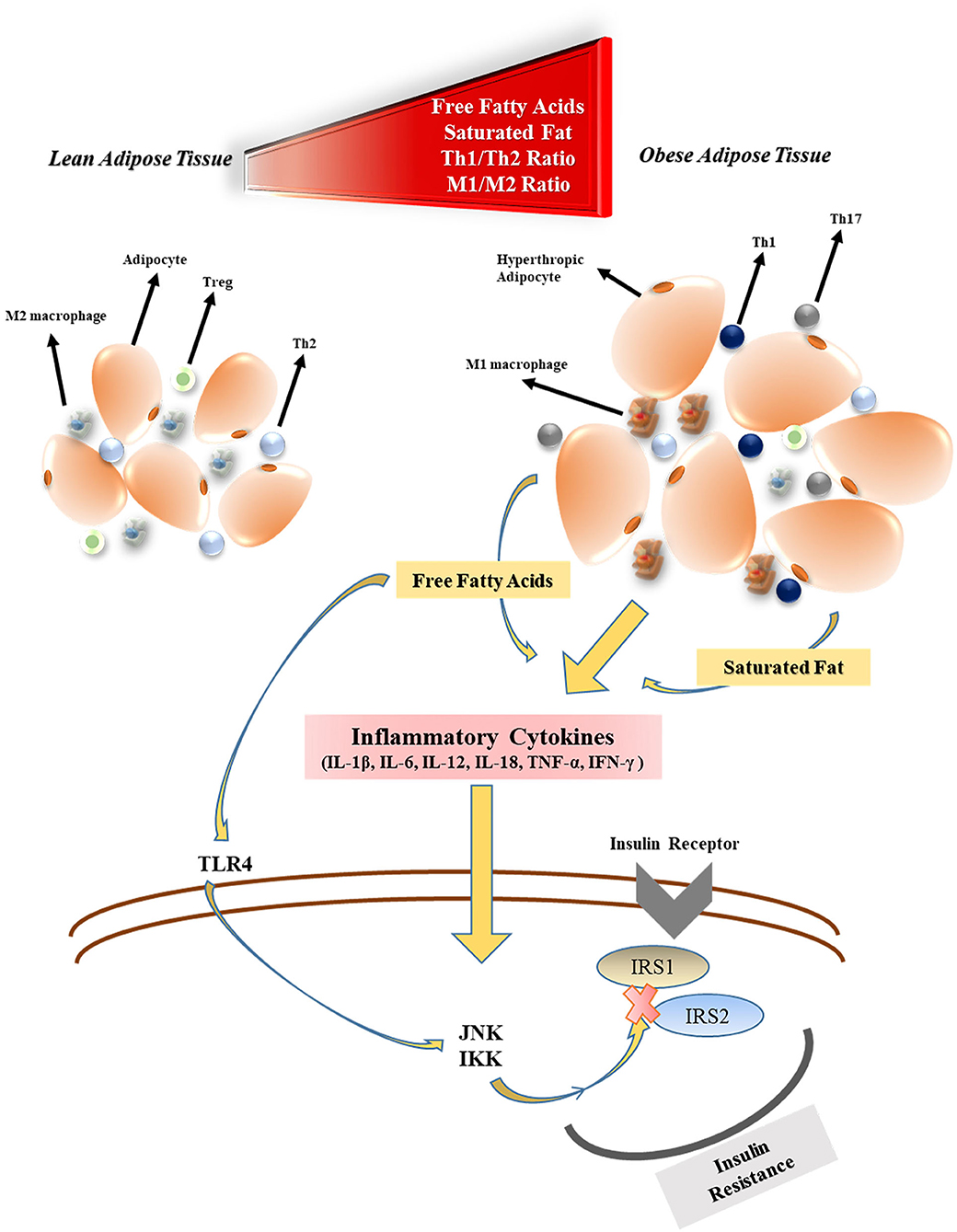 Frontiers Clinical Impact Potential Of Supplemental Nutrients As Adjuncts Of Therapy In High Risk Covid 19 For Obese Patients Nutrition