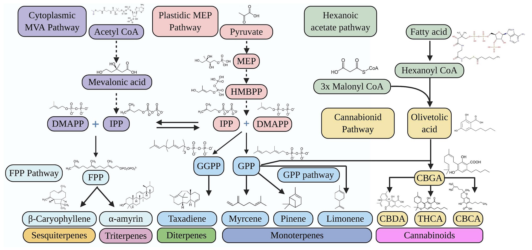 Frontiers  Metabolic Engineering Strategies of Industrial Hemp