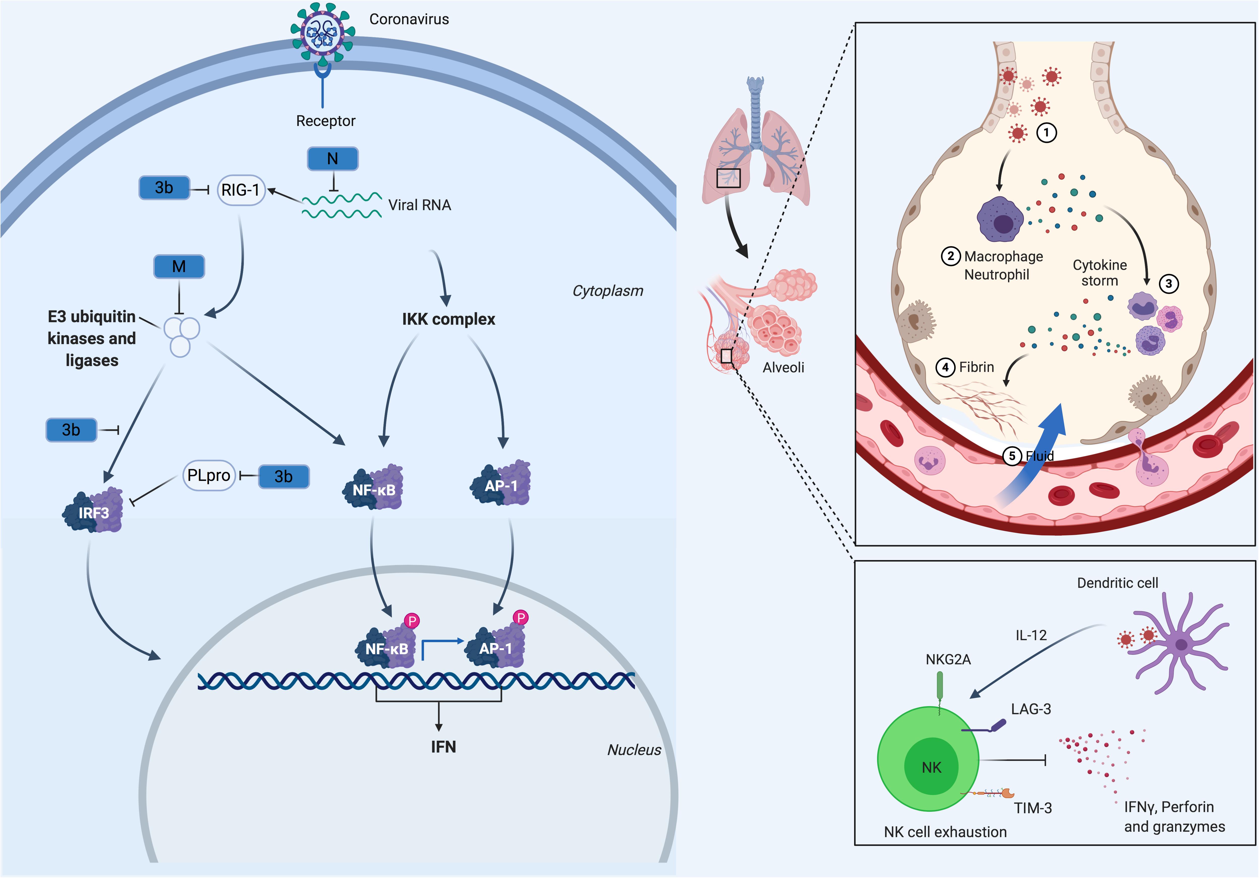 Frontiers Covid 19 Perspectives On Innate Immune Evasion Immunology