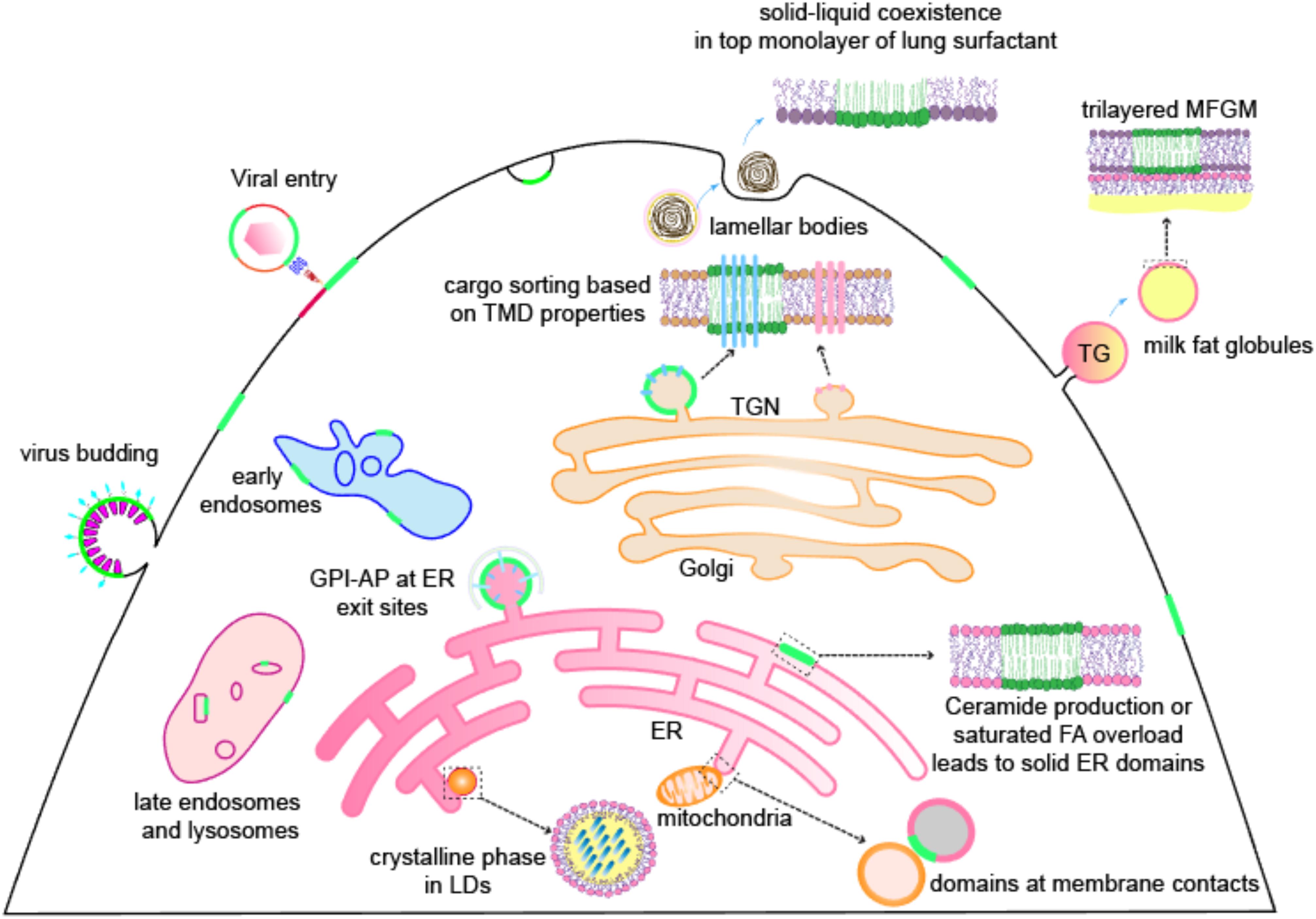 Steam cell plasma фото 94