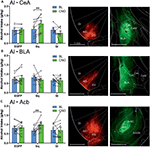 Frontiers | Chemogenetic Stimulation and Silencing of the Insula ...