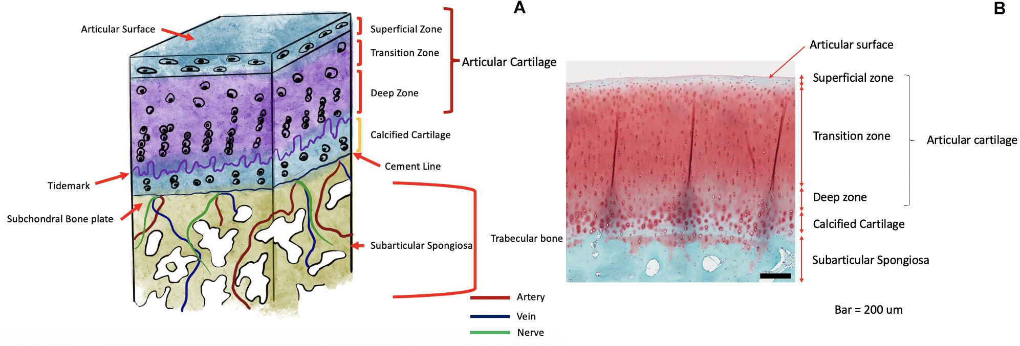 Perspectives on Synthetic Materials to Guide Tissue Regeneration for  Osteochondral Defect Repair