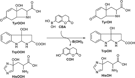 Tracking isotopically labeled oxidants using boronate-based redox probes -  ScienceDirect