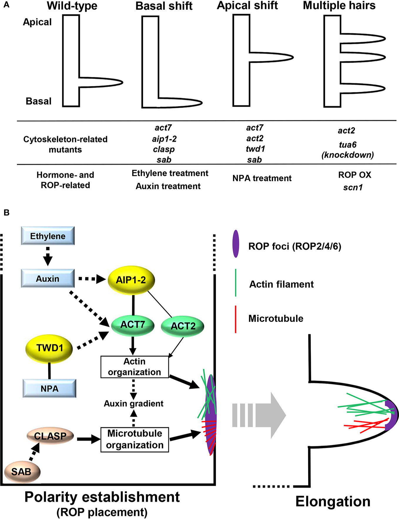 Frontiers | Cytoskeletal Control of Planar Polarity in Root Hair Development Frontiers | Cytoskeletal Control of Planar Polarity in Root Hair Development