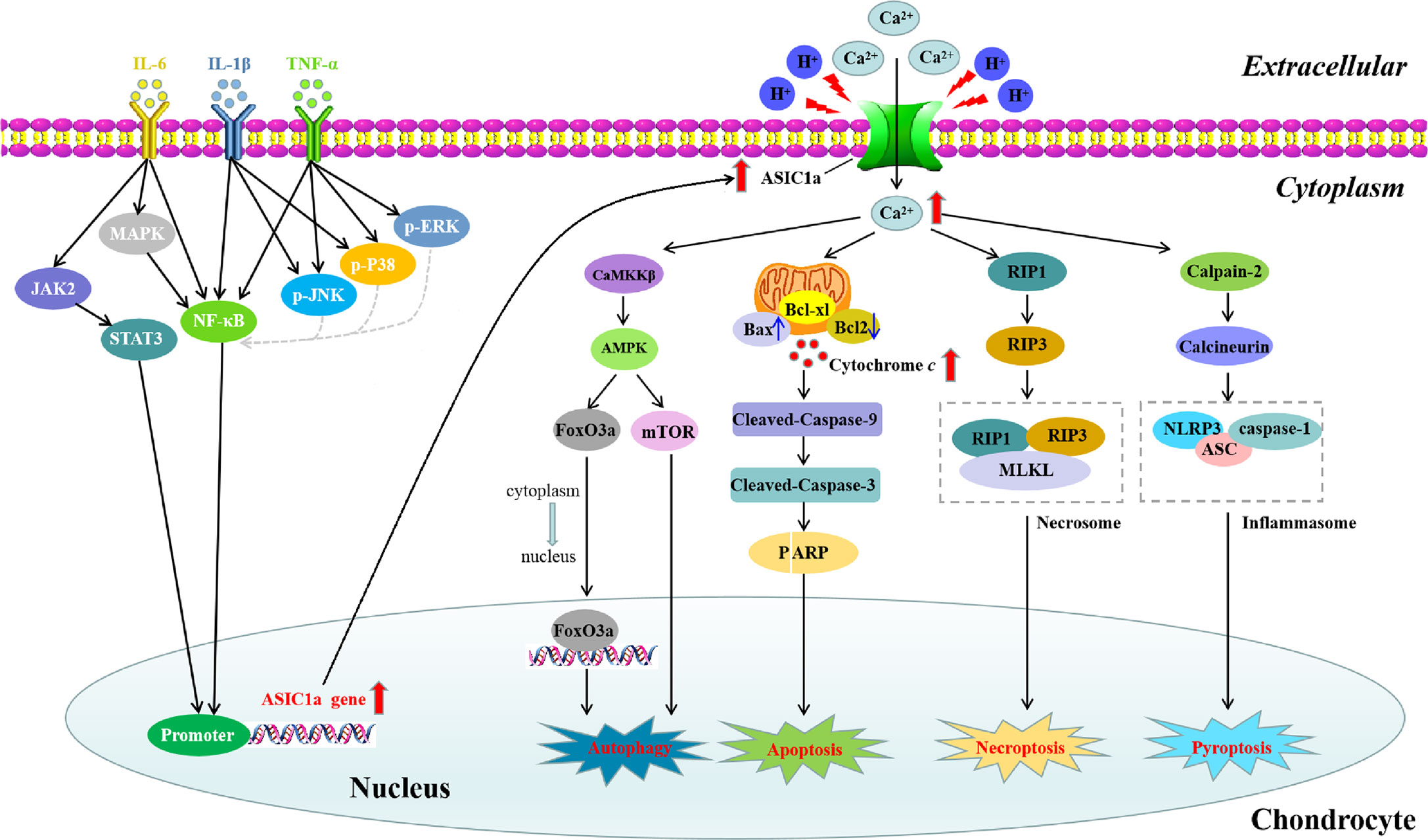 mors kochanski mesothelioma