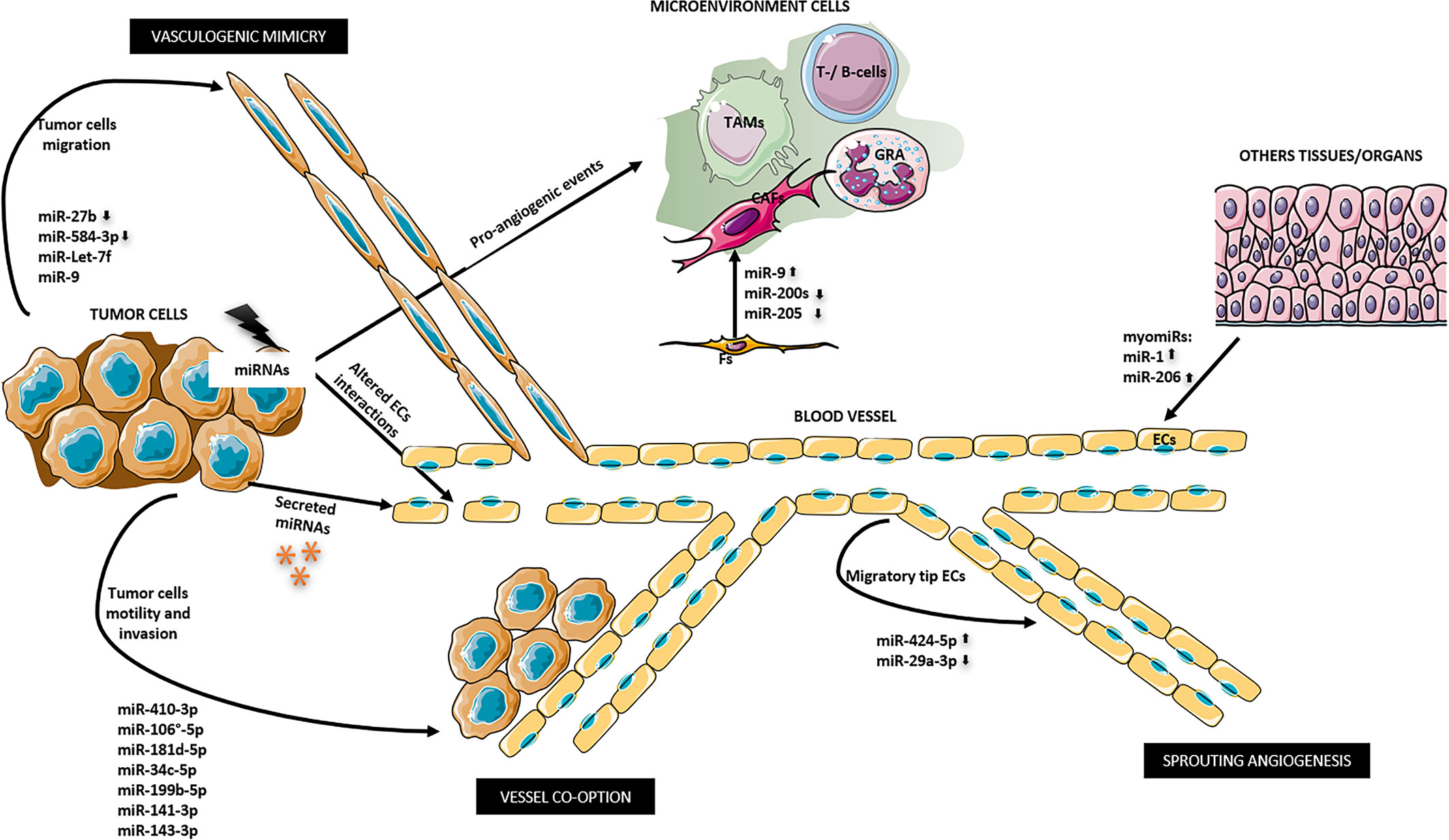 Frontiers | microRNAs Biogenesis, Functions and Role in Tumor 