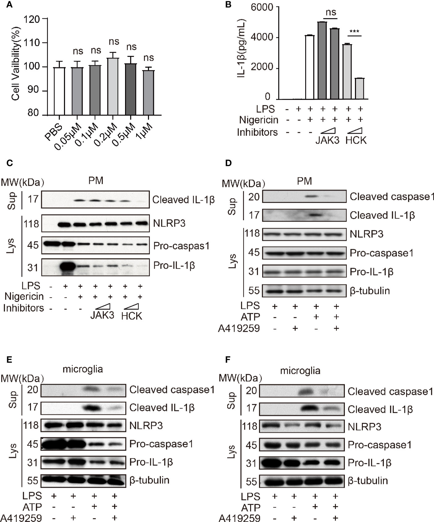 Frontiers | Hematopoietic Cell Kinase (HCK) Is Essential for NLRP3