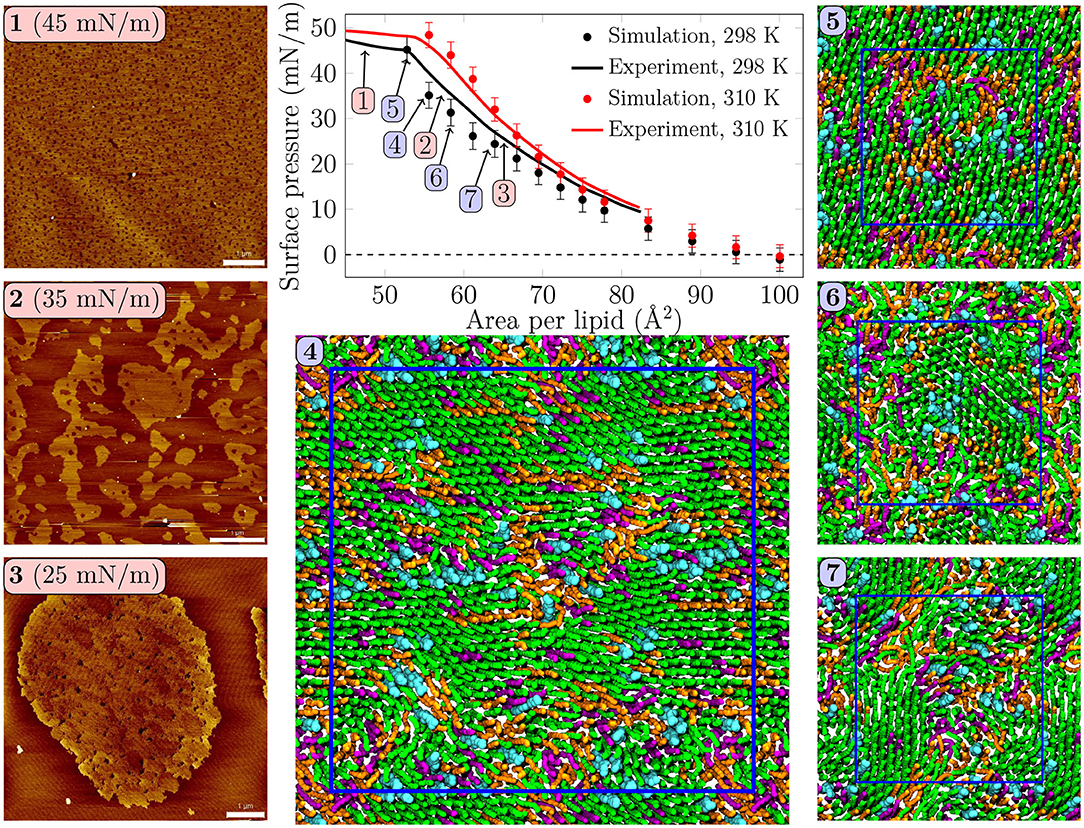 Frontiers Understanding The Functional Properties Of Lipid Heterogeneity In Pulmonary Surfactant Monolayers At The Atomistic Level Cell And Developmental Biology
