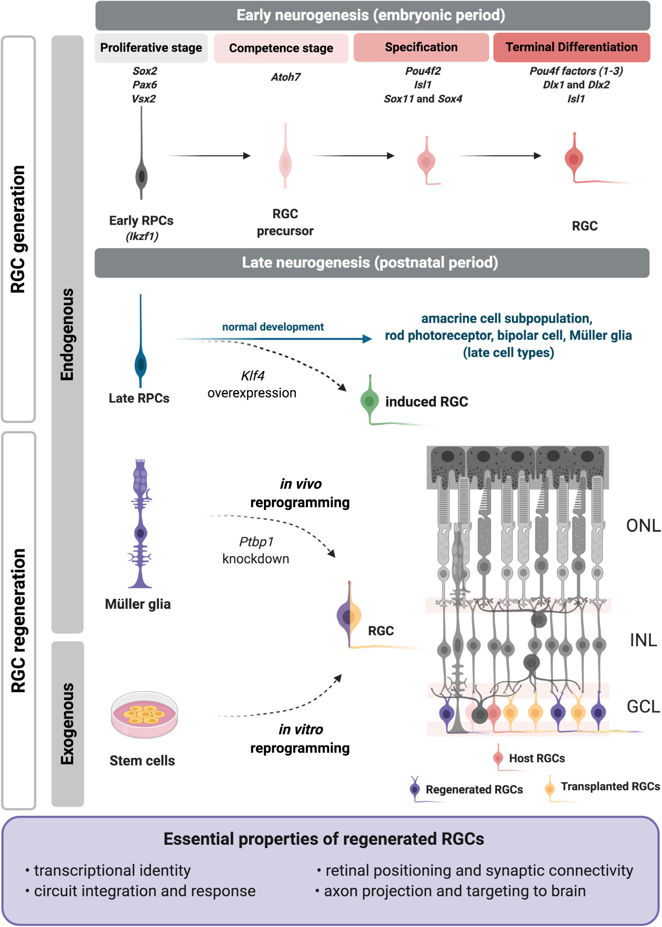 Retinal Ganglion Cells Function