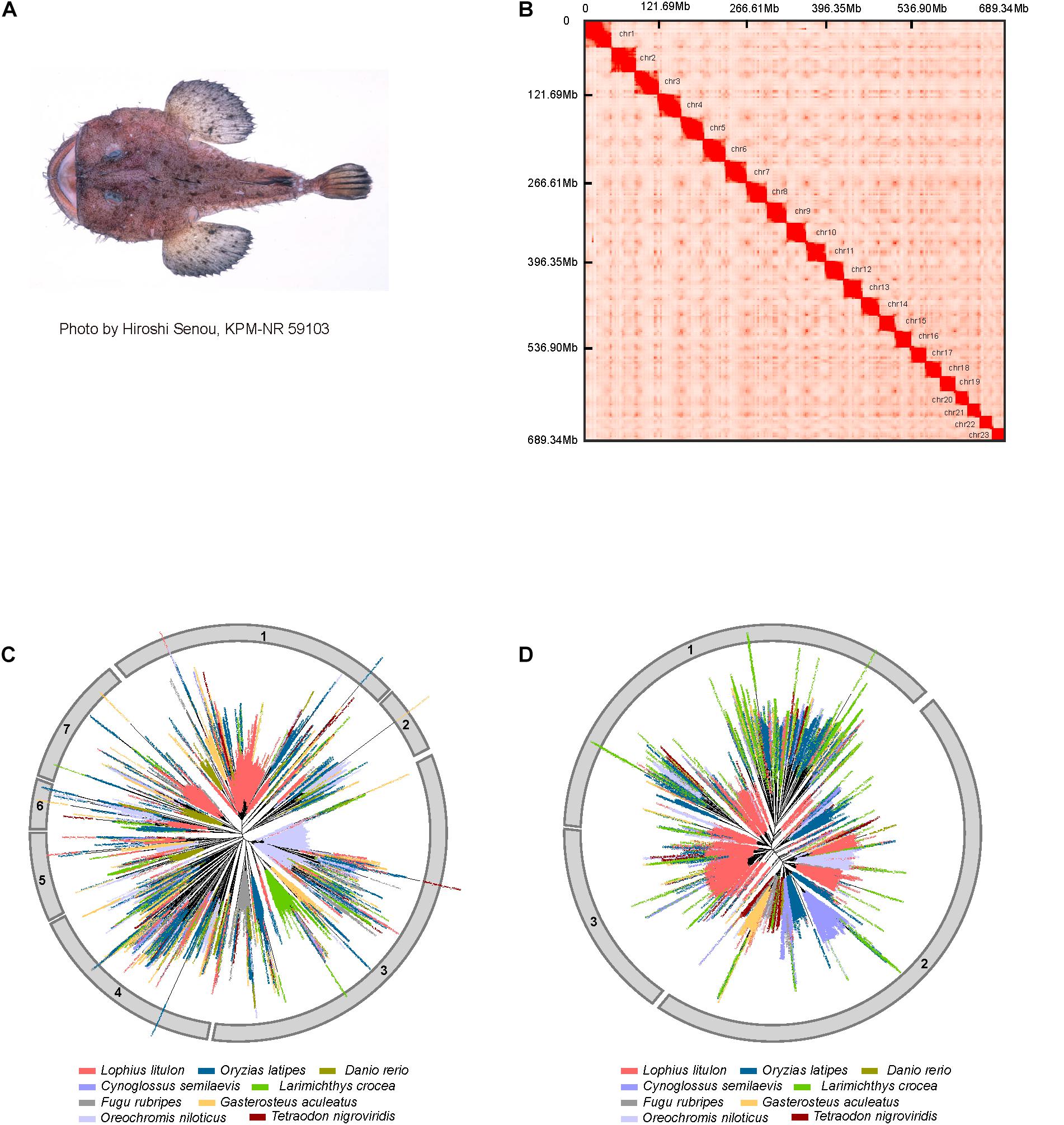 Frontiers  A Chromosome-Level Genome Assembly of the Anglerfish