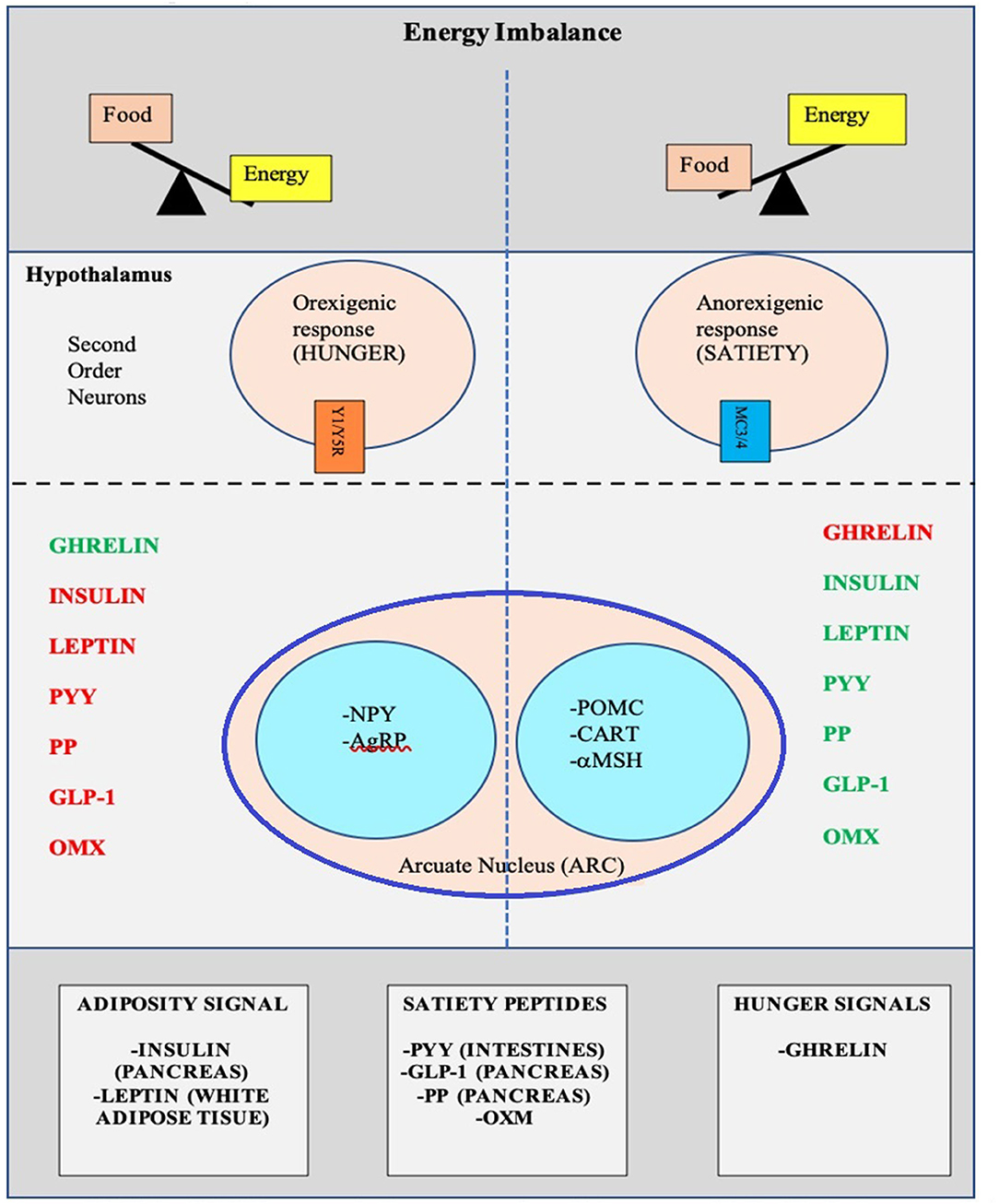 primary research article on childhood obesity www.frontiersin.org