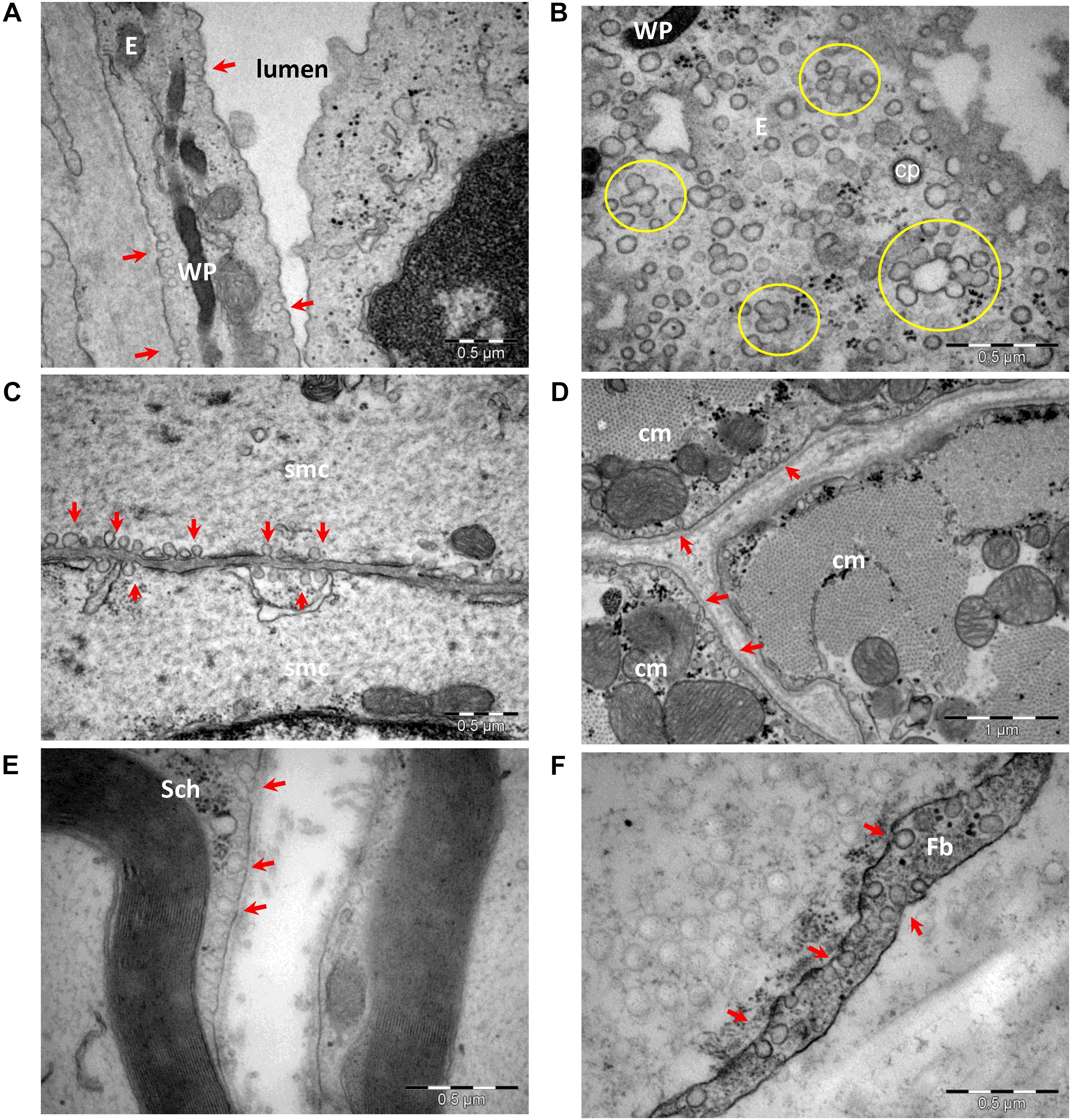 Frontiers  Caveolae as Potential Hijackable Gates in Cell