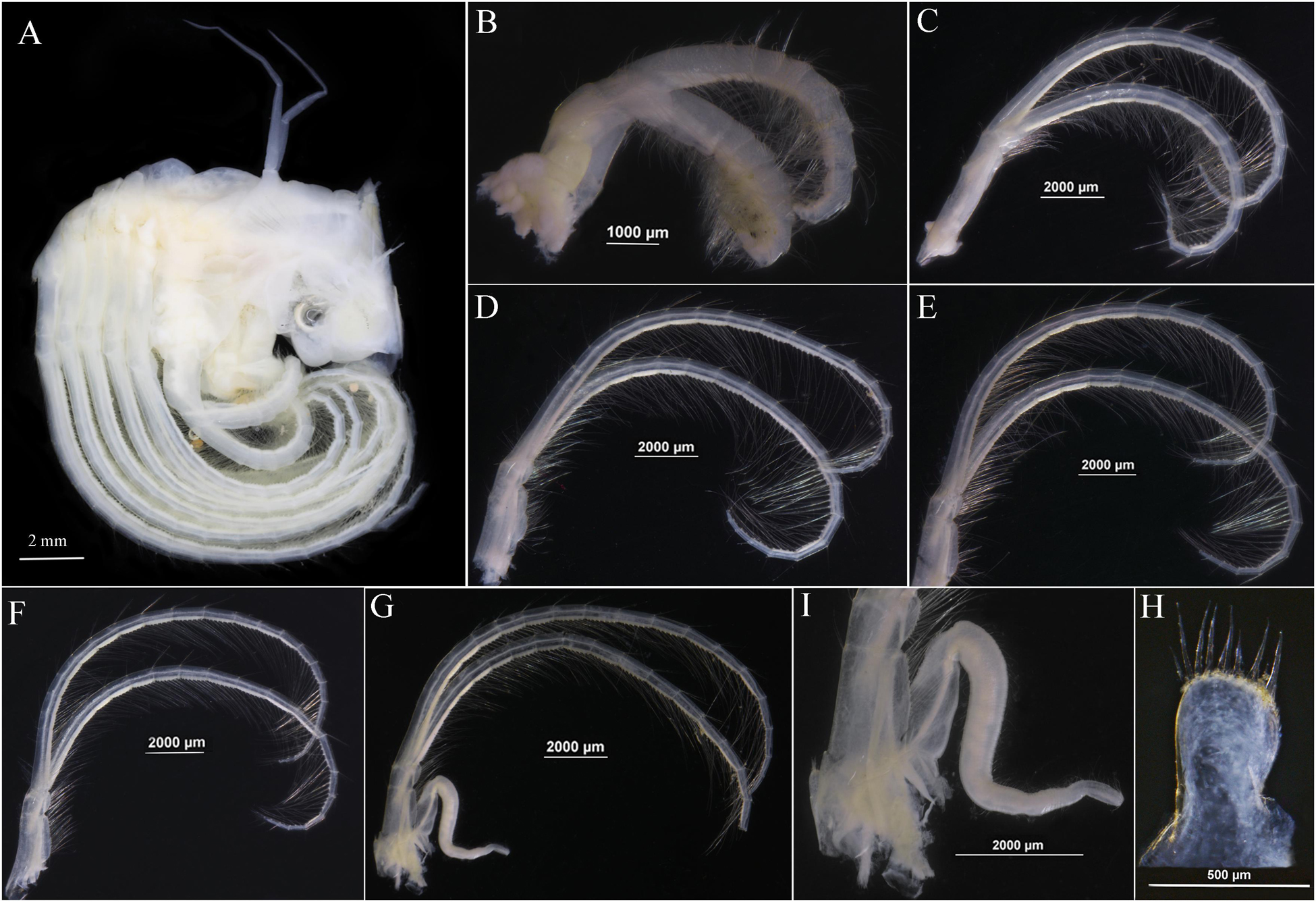 【レーベル】 Kobo電子書籍ストア Barnacle Biology 9781351464741 レーベル