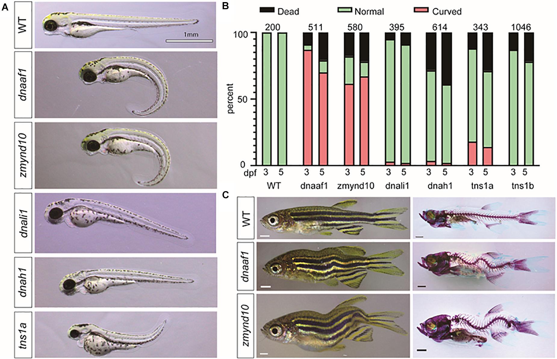 zebrafish phd thesis