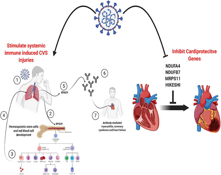 cardiovascular research graphical abstract