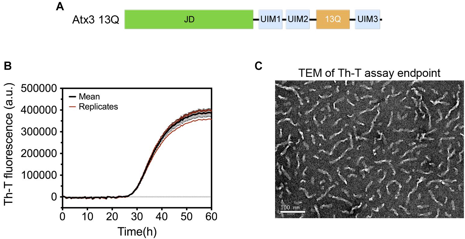 Frontiers  Inhibition of α-Synuclein Aggregation and Mature Fibril  Disassembling With a Minimalistic Compound, ZPDm