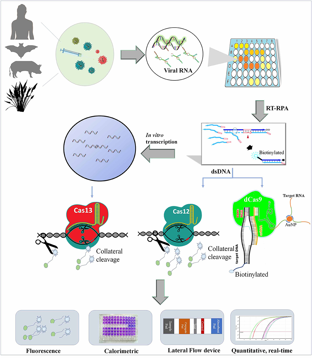 Frontiers Next-Generation Molecular Diagnostics Development by CRISPR/Cas Tool Rapid Detection and Surveillance of Viral Disease Outbreaks photo image