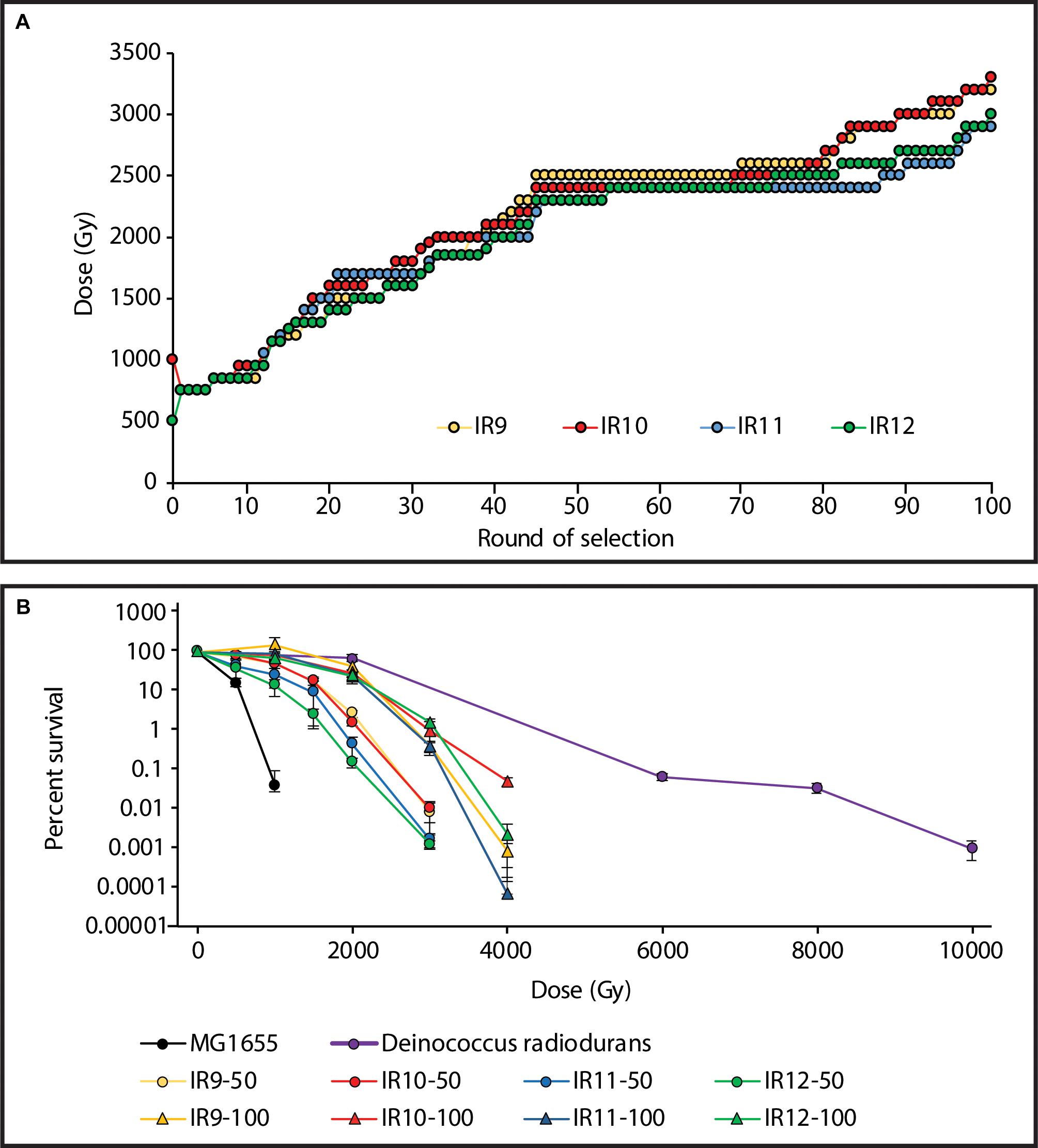 The radioresistant and survival mechanisms of Deinococcus