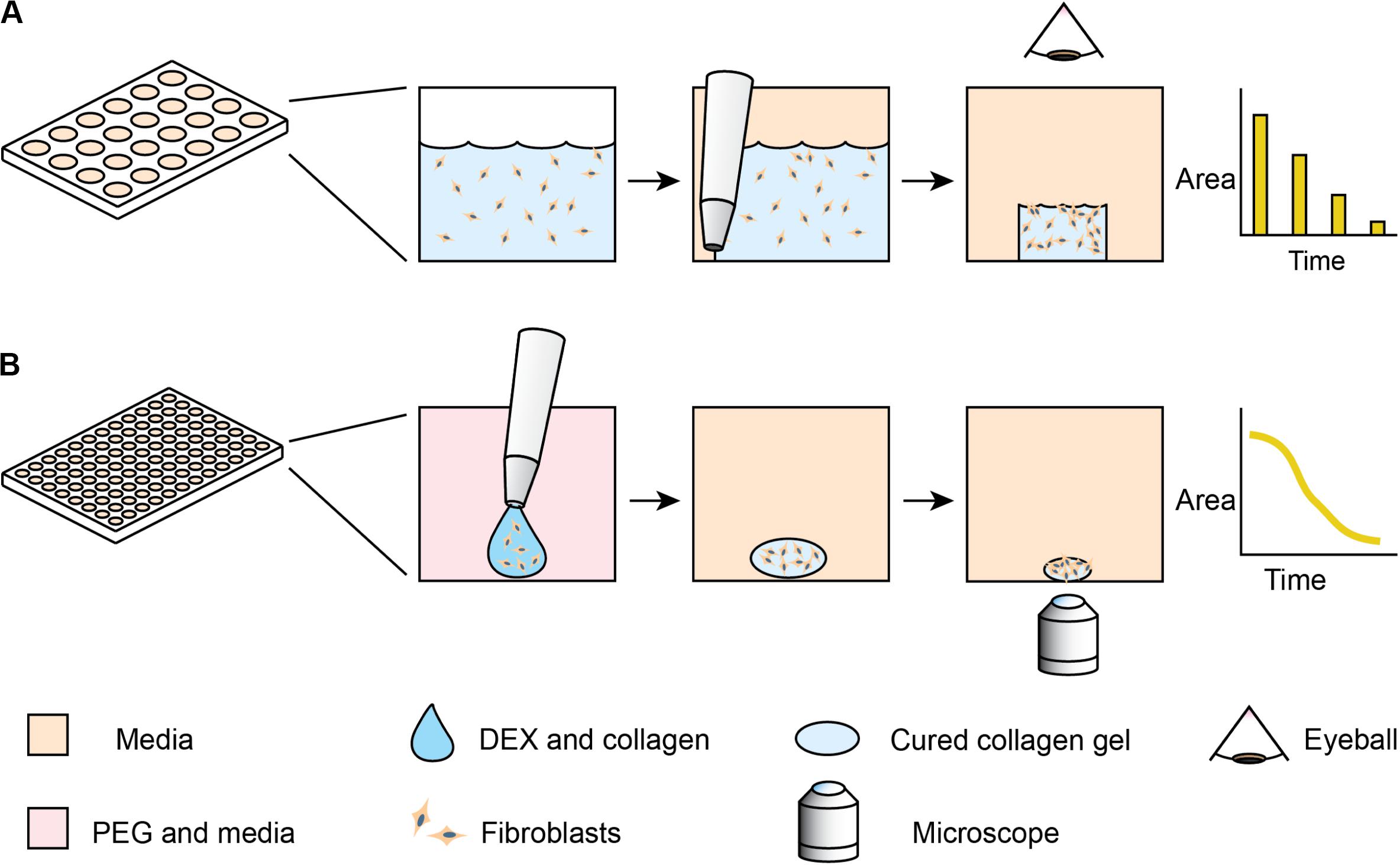 colagen dex