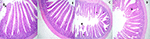 www.frontiersin.org