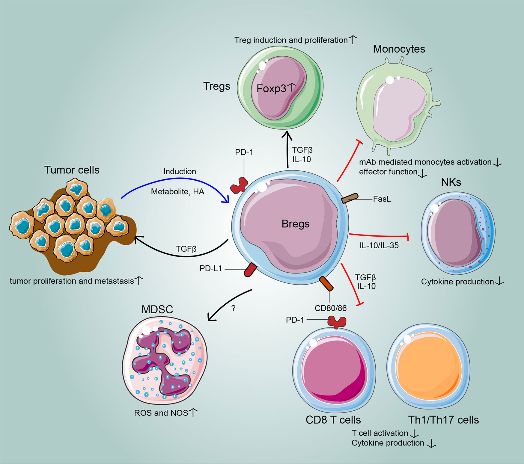 Frontiers | Phenotypes, Functions, and Clinical Relevance of Regulatory B Cells in Cancer