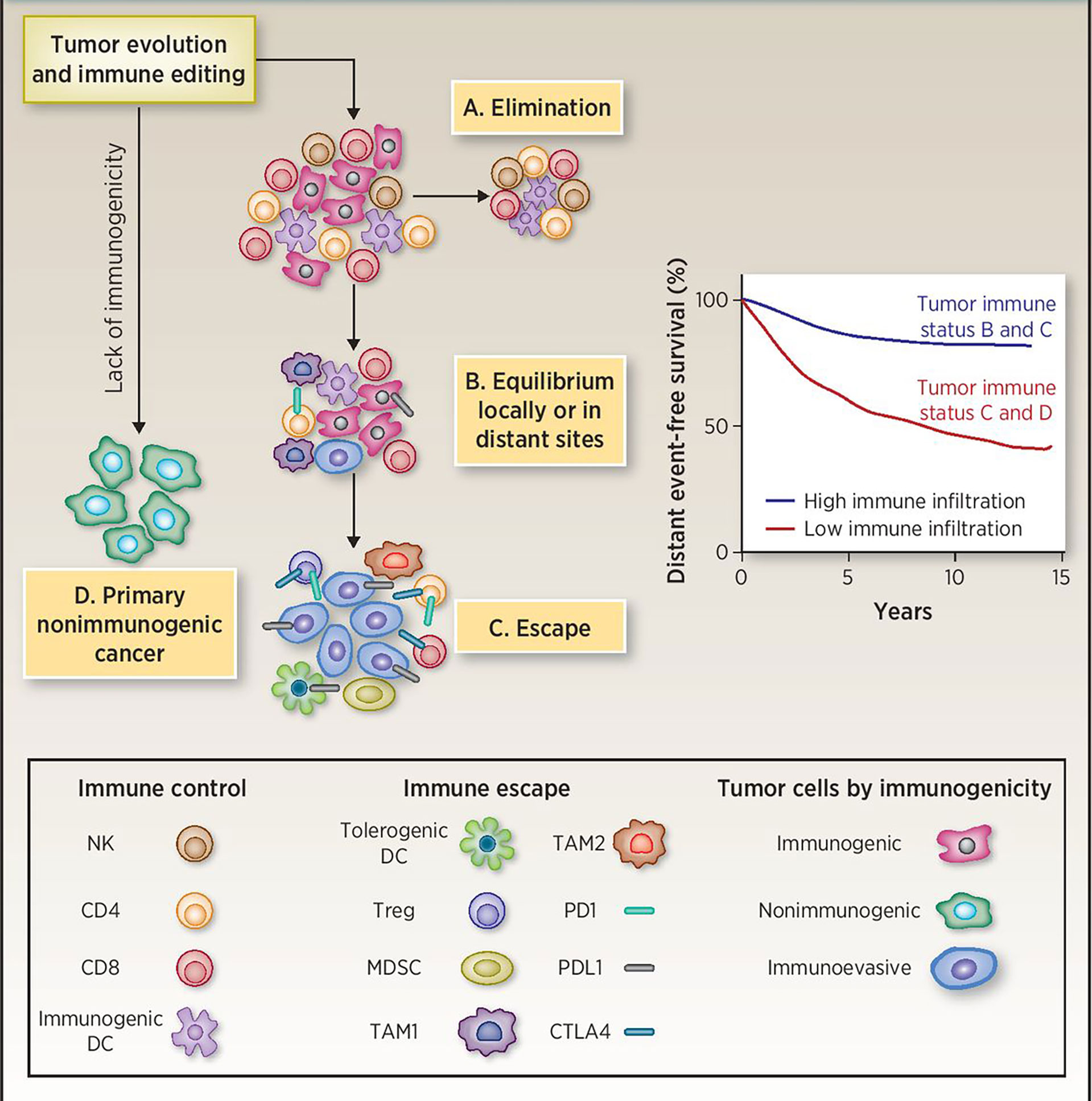 Breast cancer prevention by short-term inhibition of TGFβ