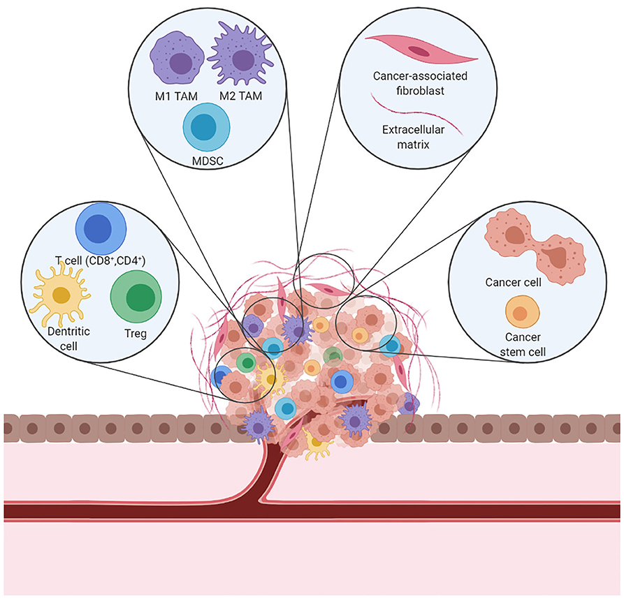 Frontiers Therapy Induced Modulation Of The Tumor Microenvironment