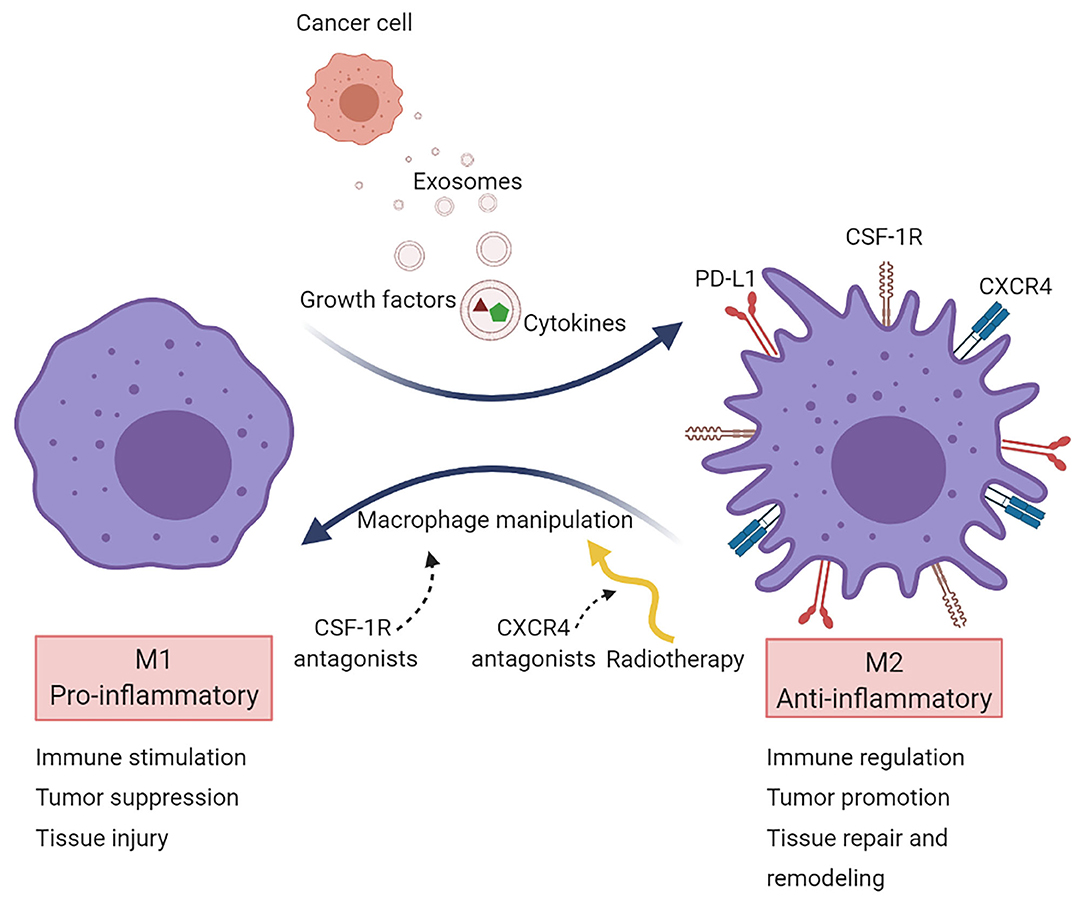 Frontiers Therapy Induced Modulation Of The Tumor Microenvironment