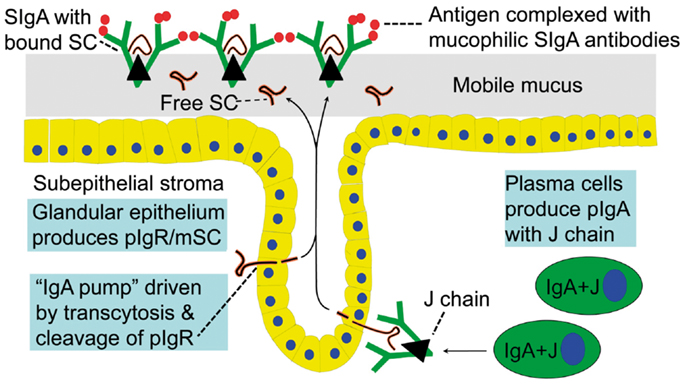 Widespread vertical transmission of secretory immunoglobulin A